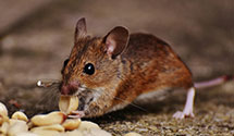 24 Hour & Emergency Exterminators in Pleasant Gdns, NC